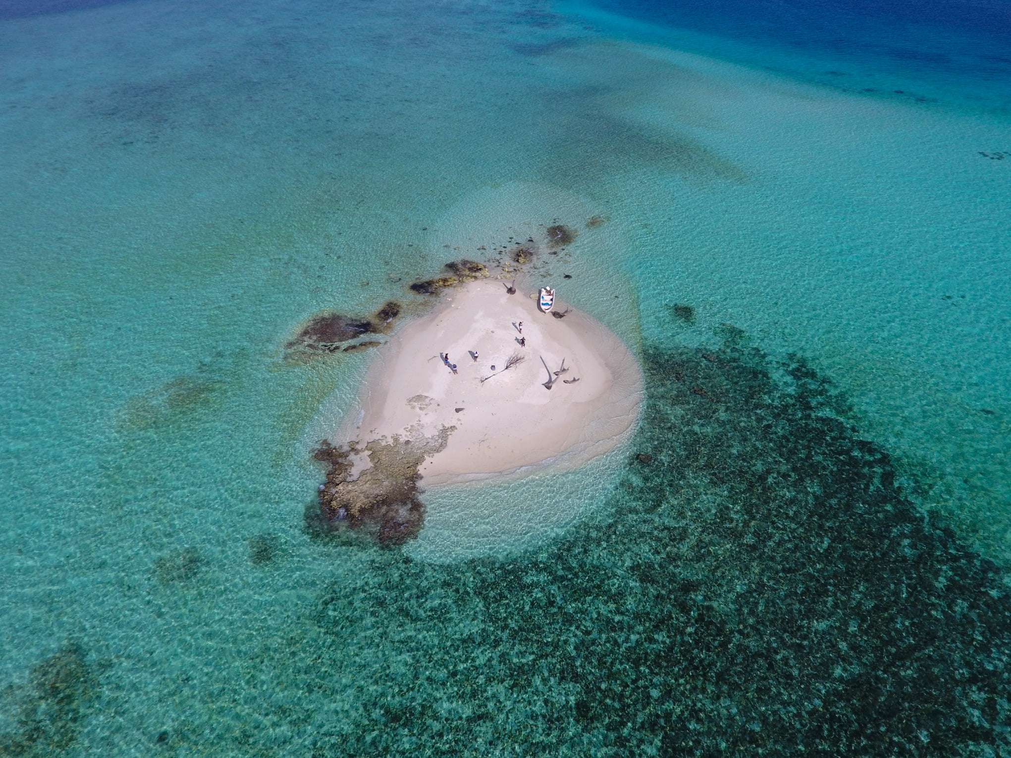 pulau maleo